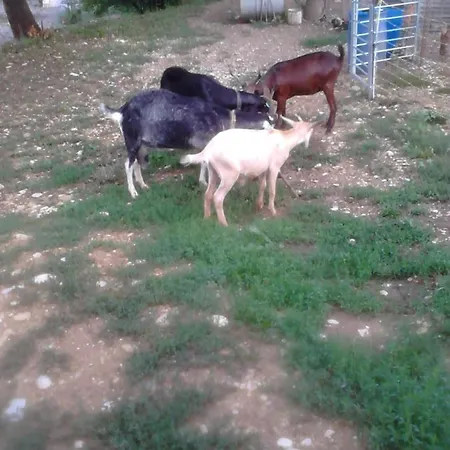 Apartament Les Tilleuls *